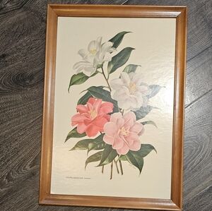 Camellia Japonica Lady Vansittart